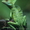 Рептилии-Зеленый василиск