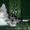 Лесные сибирские котята  редких окрасов - <ro>Изображение</ro><ru>Изображение</ru> #5, <ru>Объявление</ru> #419069