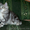 Лесные сибирские котята  редких окрасов - <ro>Изображение</ro><ru>Изображение</ru> #4, <ru>Объявление</ru> #419069