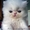 продам персидских котят. Окрас белый,  глаза голубые #414036