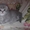 продаются шотландские чистокровные  котята - <ro>Изображение</ro><ru>Изображение</ru> #1, <ru>Объявление</ru> #449636