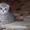 продаются шотландские чистокровные  котята - <ro>Изображение</ro><ru>Изображение</ru> #2, <ru>Объявление</ru> #449636
