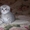 продаются шотландские чистокровные  котята - <ro>Изображение</ro><ru>Изображение</ru> #3, <ru>Объявление</ru> #449636