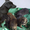Щенки метисы паттердейл-терьера,  черные,  коричневые #444045