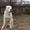 вязка кобель среднеазиатская овчарка белый с родословной - <ro>Изображение</ro><ru>Изображение</ru> #2, <ru>Объявление</ru> #11746