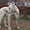вязка кобель среднеазиатская овчарка белый с родословной - <ro>Изображение</ro><ru>Изображение</ru> #3, <ru>Объявление</ru> #11746