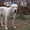 вязка кобель среднеазиатская овчарка белый с родословной - <ro>Изображение</ro><ru>Изображение</ru> #4, <ru>Объявление</ru> #11746