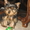 Продам очаровательного щенка ЙОРКШИРСКОГО ТЕРЬЕРА #454356