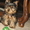 Продам очаровательного щенка ЙОРКШИРСКОГО ТЕРЬЕРА - <ro>Изображение</ro><ru>Изображение</ru> #2, <ru>Объявление</ru> #454356