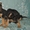 Продаются клубные щенки немецкой овчарки - <ro>Изображение</ro><ru>Изображение</ru> #2, <ru>Объявление</ru> #414892