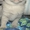 Шотландские котята / Британская короткошерстная - <ro>Изображение</ro><ru>Изображение</ru> #2, <ru>Объявление</ru> #448861