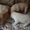 Породистые щенки лабрадора - <ro>Изображение</ro><ru>Изображение</ru> #1, <ru>Объявление</ru> #455615