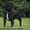 Стаффордширского бультерьера щенки - <ro>Изображение</ro><ru>Изображение</ru> #5, <ru>Объявление</ru> #482581