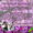 Опт.Цветы с плантаций Эквадора. - <ro>Изображение</ro><ru>Изображение</ru> #4, <ru>Объявление</ru> #458094