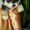Продам красивейших щенков Аляскинского маламута - <ro>Изображение</ro><ru>Изображение</ru> #1, <ru>Объявление</ru> #467998