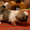 Роскошные щенки ши-тцу - <ro>Изображение</ro><ru>Изображение</ru> #5, <ru>Объявление</ru> #482457