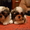 Прекрасные щенки ши-тцу - <ro>Изображение</ro><ru>Изображение</ru> #2, <ru>Объявление</ru> #482464