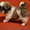 Роскошные щенки ши-тцу - <ro>Изображение</ro><ru>Изображение</ru> #2, <ru>Объявление</ru> #482457