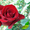 Опт.Цветы с плантаций Эквадора. - <ro>Изображение</ro><ru>Изображение</ru> #3, <ru>Объявление</ru> #458094