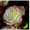 Опт.Цветы с плантаций Эквадора. #458094