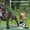 Стаффордширского бультерьера щенки - <ro>Изображение</ro><ru>Изображение</ru> #6, <ru>Объявление</ru> #482581