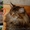 Котята МЕЙН КУН питомник  Bartalameo предлагает котят  - <ro>Изображение</ro><ru>Изображение</ru> #2, <ru>Объявление</ru> #347878