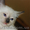 Сиамский (тайский) котёнок - <ro>Изображение</ro><ru>Изображение</ru> #1, <ru>Объявление</ru> #500895