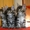 Котята МЕЙН КУН питомник  Bartalameo предлагает котят  - <ro>Изображение</ro><ru>Изображение</ru> #3, <ru>Объявление</ru> #347878