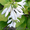 Хосты и др. растения - <ro>Изображение</ro><ru>Изображение</ru> #1, <ru>Объявление</ru> #488743