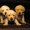 Продаются роскошные щенки лабрадора палевого окраса #512878