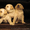Продаются роскошные щенки лабрадора палевого окраса - <ro>Изображение</ro><ru>Изображение</ru> #5, <ru>Объявление</ru> #512878