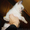 Сиамский (тайский) котёнок - <ro>Изображение</ro><ru>Изображение</ru> #3, <ru>Объявление</ru> #500895
