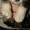 Щенки Аляскинского маламута шоу класса - <ro>Изображение</ro><ru>Изображение</ru> #2, <ru>Объявление</ru> #491948