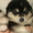 Миленькие щенки аляскинского маламута  - <ro>Изображение</ro><ru>Изображение</ru> #3, <ru>Объявление</ru> #517474