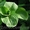 Хосты и др. растения - <ro>Изображение</ro><ru>Изображение</ru> #2, <ru>Объявление</ru> #488743