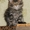 Котята МЕЙН КУН питомник  Bartalameo предлагает котят  - <ro>Изображение</ro><ru>Изображение</ru> #7, <ru>Объявление</ru> #347878