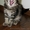 Котята МЕЙН КУН питомник  Bartalameo предлагает котят  - <ro>Изображение</ro><ru>Изображение</ru> #8, <ru>Объявление</ru> #347878