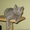Британские чистокровные короткошерстные котята. - <ro>Изображение</ro><ru>Изображение</ru> #2, <ru>Объявление</ru> #494917