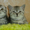 Шотландские плюшки вискасных окрасов - <ro>Изображение</ro><ru>Изображение</ru> #2, <ru>Объявление</ru> #480803