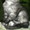 Шотландские плюшки вискасных окрасов - <ro>Изображение</ro><ru>Изображение</ru> #6, <ru>Объявление</ru> #480803