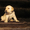 Продаются роскошные щенки лабрадора палевого окраса - <ro>Изображение</ro><ru>Изображение</ru> #2, <ru>Объявление</ru> #512878
