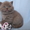 шотландские котята от чемпиона   - <ro>Изображение</ro><ru>Изображение</ru> #4, <ru>Объявление</ru> #496879