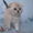 шотландские котята от чемпиона   - <ro>Изображение</ro><ru>Изображение</ru> #6, <ru>Объявление</ru> #496879