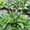 Хосты и др. растения - <ro>Изображение</ro><ru>Изображение</ru> #4, <ru>Объявление</ru> #488743