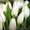 Продам тюльпаны к 8-му Марта!Киев - <ro>Изображение</ro><ru>Изображение</ru> #1, <ru>Объявление</ru> #555229