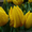 Продам тюльпаны к 8-му Марта!Киев - <ro>Изображение</ro><ru>Изображение</ru> #2, <ru>Объявление</ru> #555229