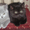 Продам шотландских котят . - <ro>Изображение</ro><ru>Изображение</ru> #1, <ru>Объявление</ru> #544789