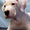 Роскошные щенки аргентинского дога - <ro>Изображение</ro><ru>Изображение</ru> #3, <ru>Объявление</ru> #546547