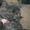 Британские короткошерстные котята! - <ro>Изображение</ro><ru>Изображение</ru> #2, <ru>Объявление</ru> #524377