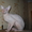 Продам голого кота петербургского сфинкс #557118